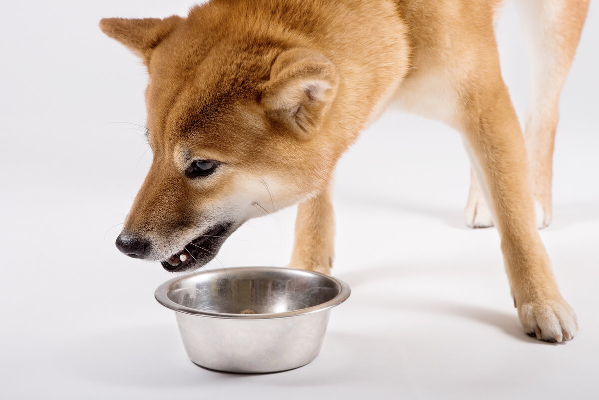 Сиба-ину Дива кушает