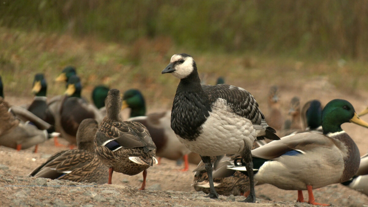   
 Фото: Каждой твари по паре / Павел Глазков