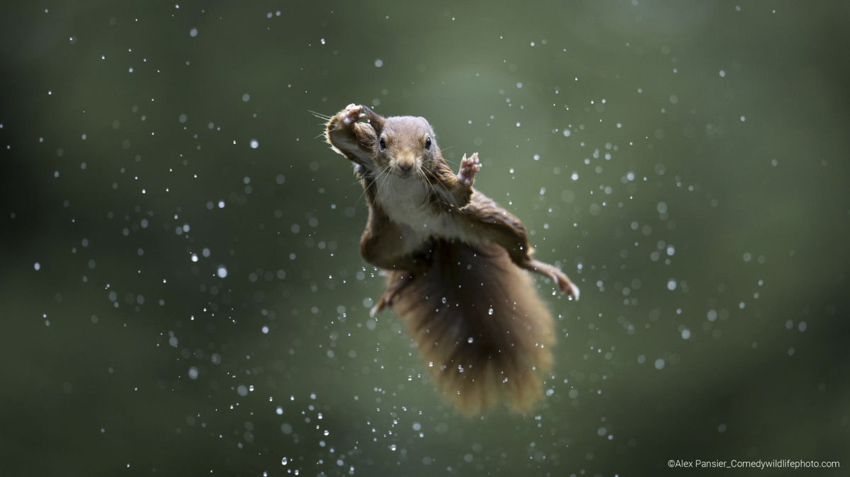 “Jumping Jack” by Alex Pansier, comedywildlifephoto.com