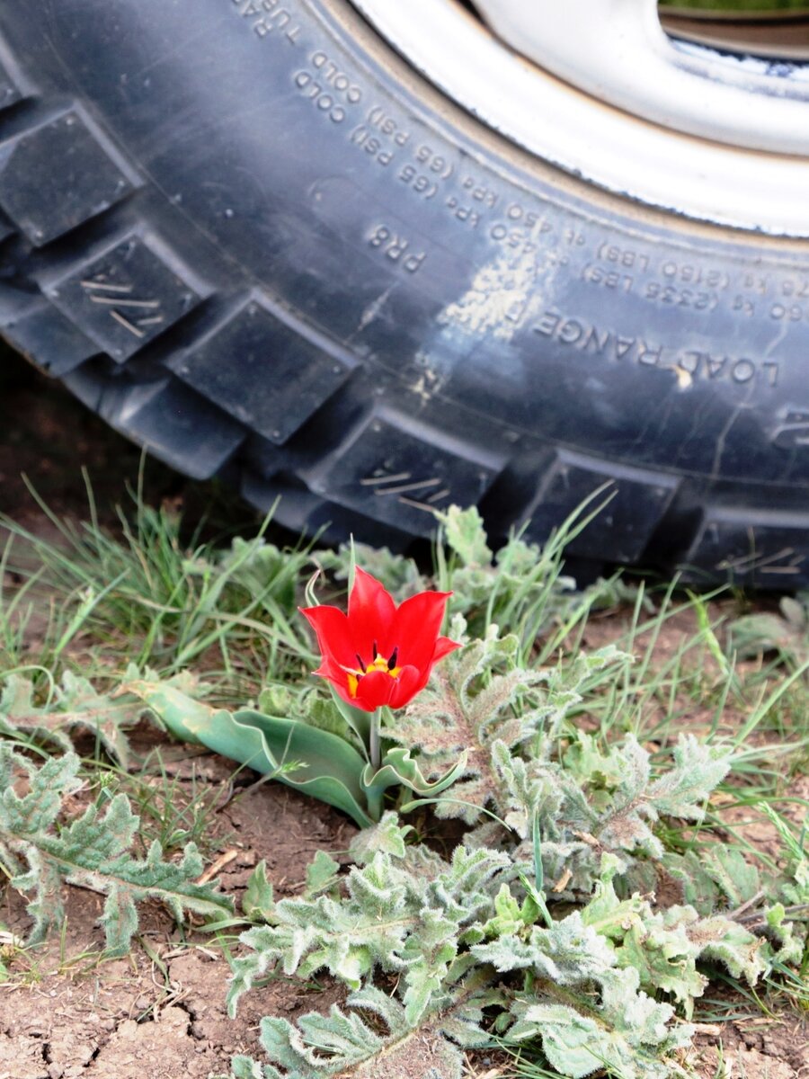 Тюльпан Шренка (Геснера). 19.04.2014  16:31:18
