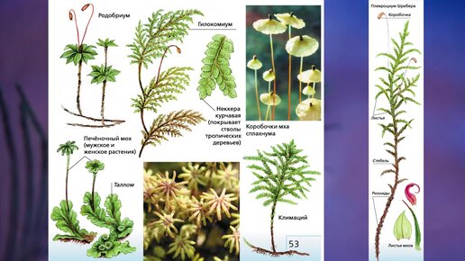 План конспект урока по биологии 7 класс отдел моховидные