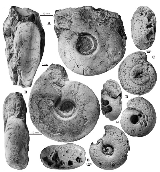 Раковины Crispoceras tureki (А, В) и Afromaenioceras sulcatostriatum (C–E) со следами паразитов
