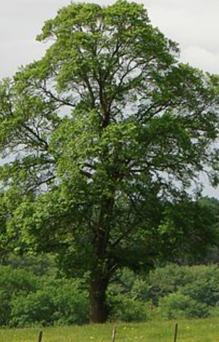 Фото с интернета