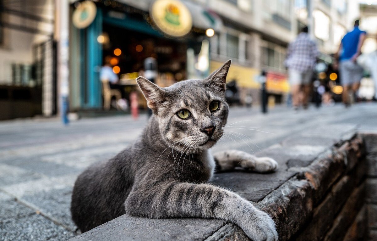 Взять кота с улицы | Petshop Journal | Дзен