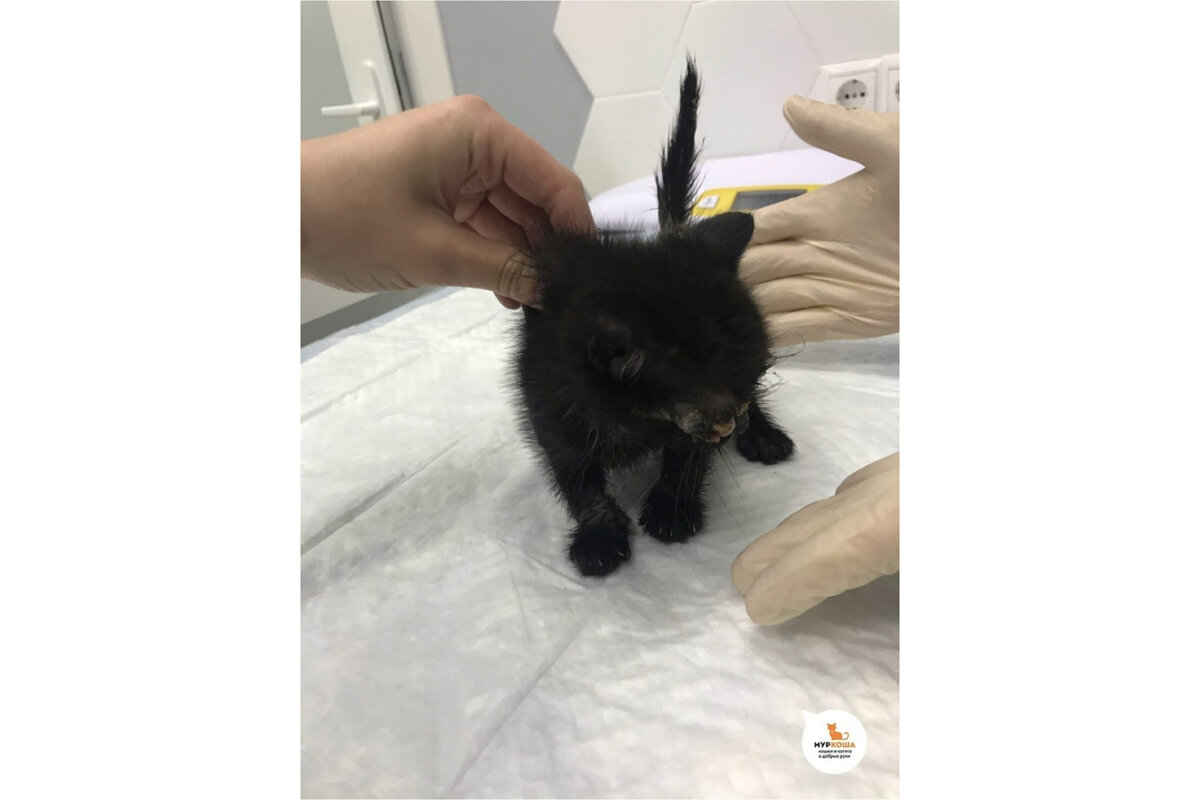 Неравнодушная девушка привезла Маузера в «Муркошу».