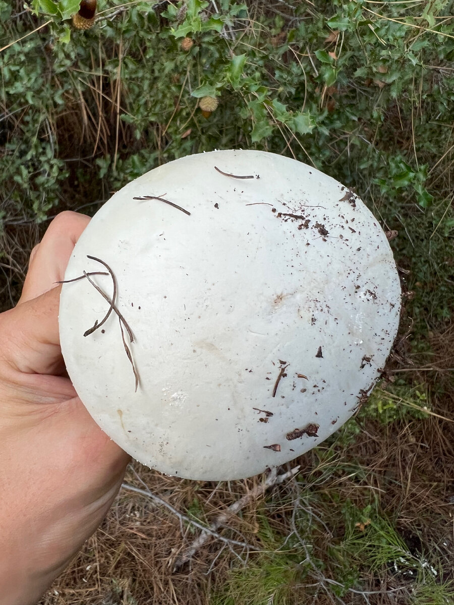 Нашли такие грибы в турецком лесу. Думали, что это шампиньоны, но есть сомнения. Кто знает, что это за грибы?  