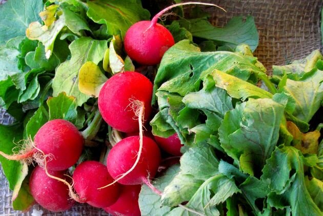 почему редис идет в ботву 