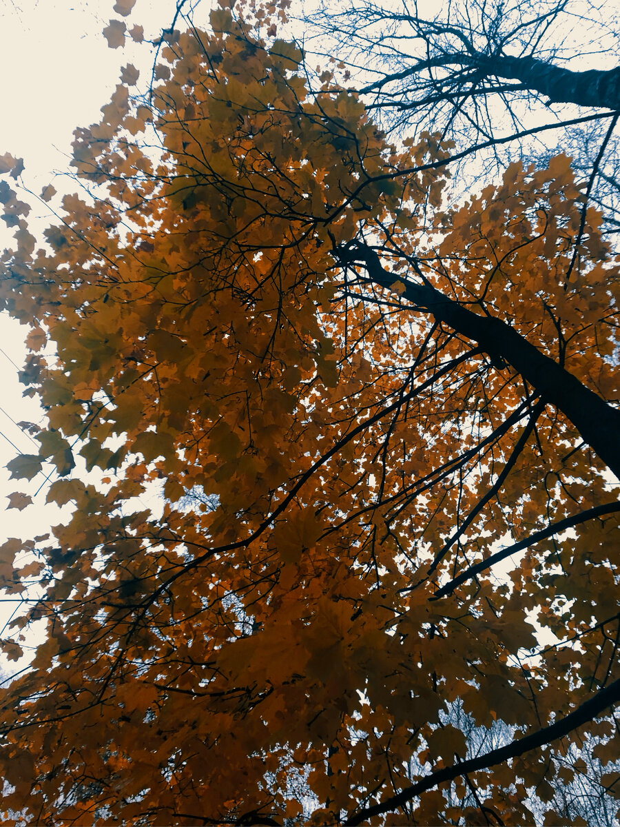 Последним не облетевшим был