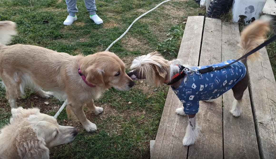 Ляля, Куба и Ванечка