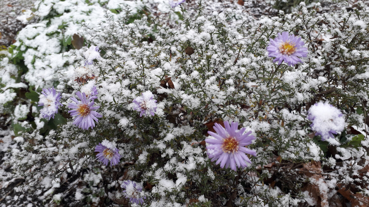 Цветы и первый снег