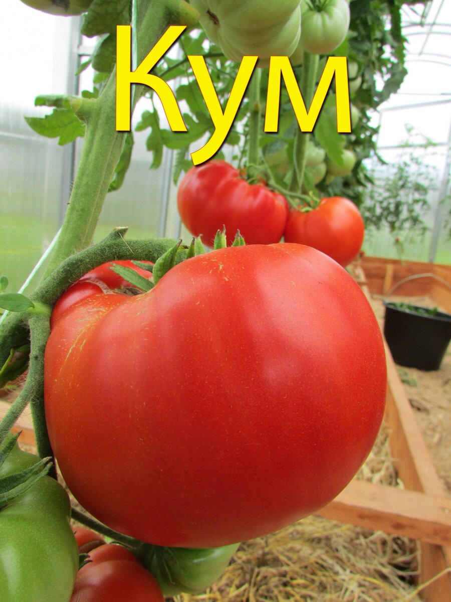 Томат кума ф1. Помидор кумате. Томат кума ф1. Сорт томата кума. Томат краснокожий вождь f1.