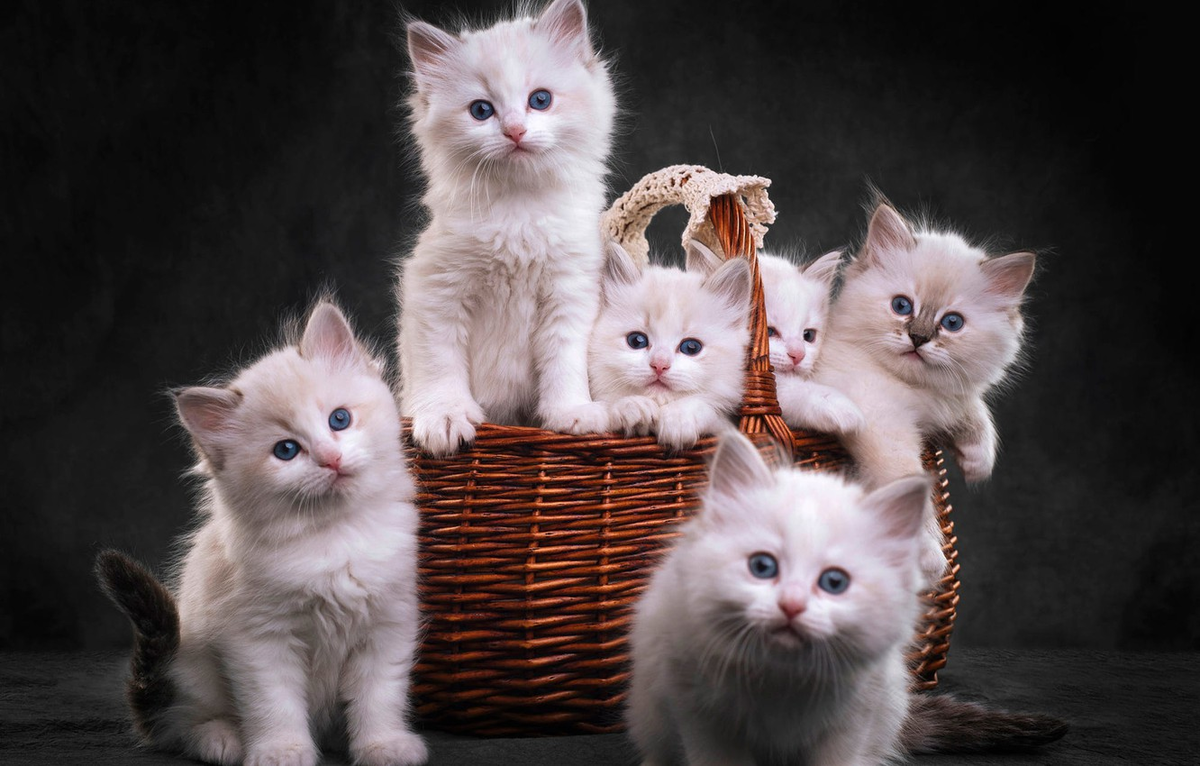 Прекрасные котята