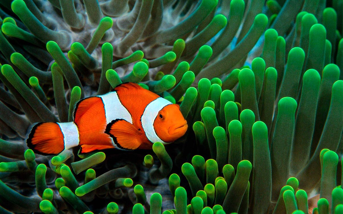 Amphiprion percula