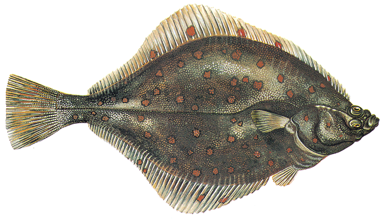 Pleuronectes platessa