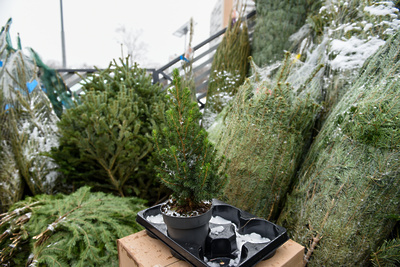    Работа елочных базаров в Москве ©Пелагия Тихонова РИАМО