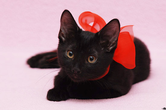 Источник: https://ru-cats.livejournal.com/18174012.html?replyto=224634940