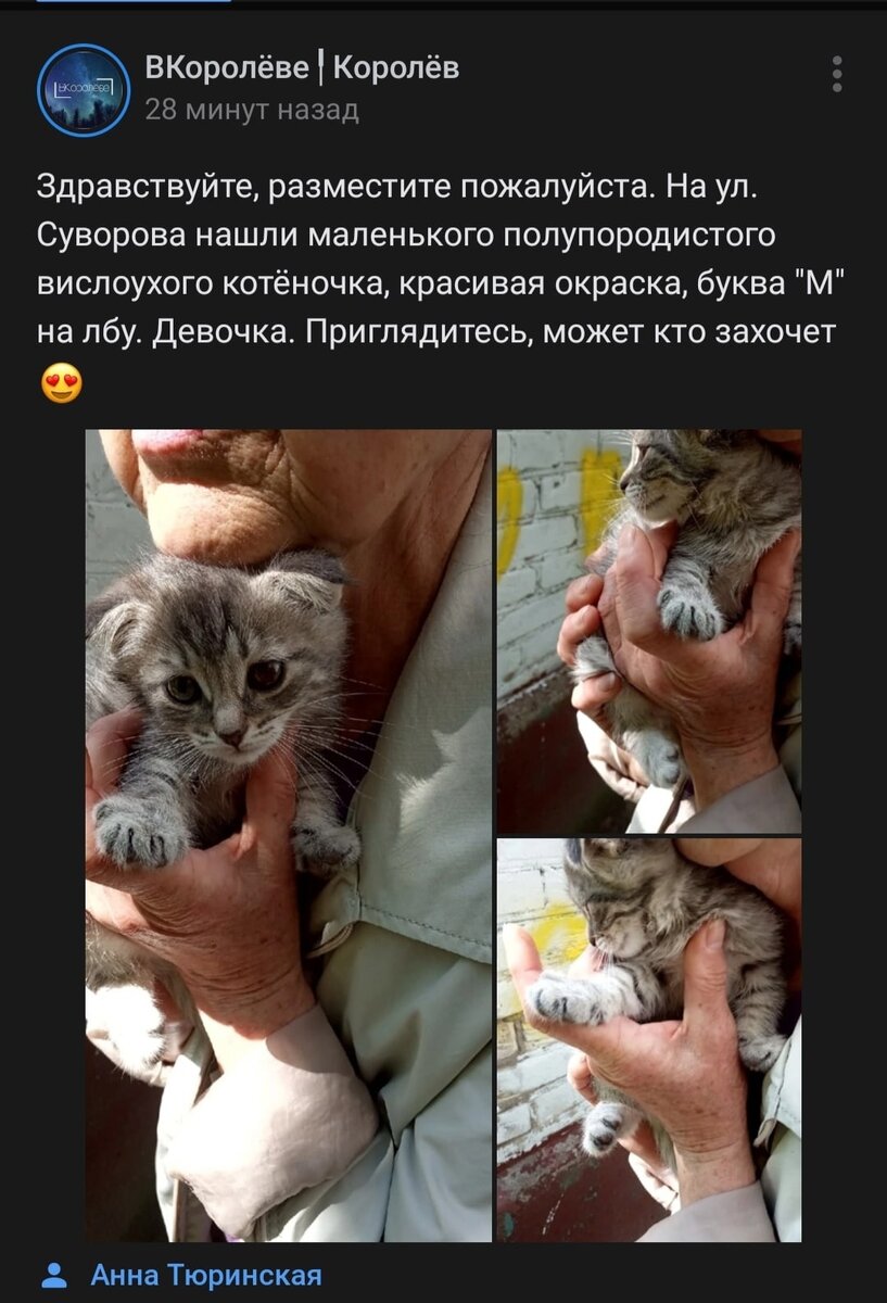 Фото котенка, которому мы нашли дом через приют ЗООДом