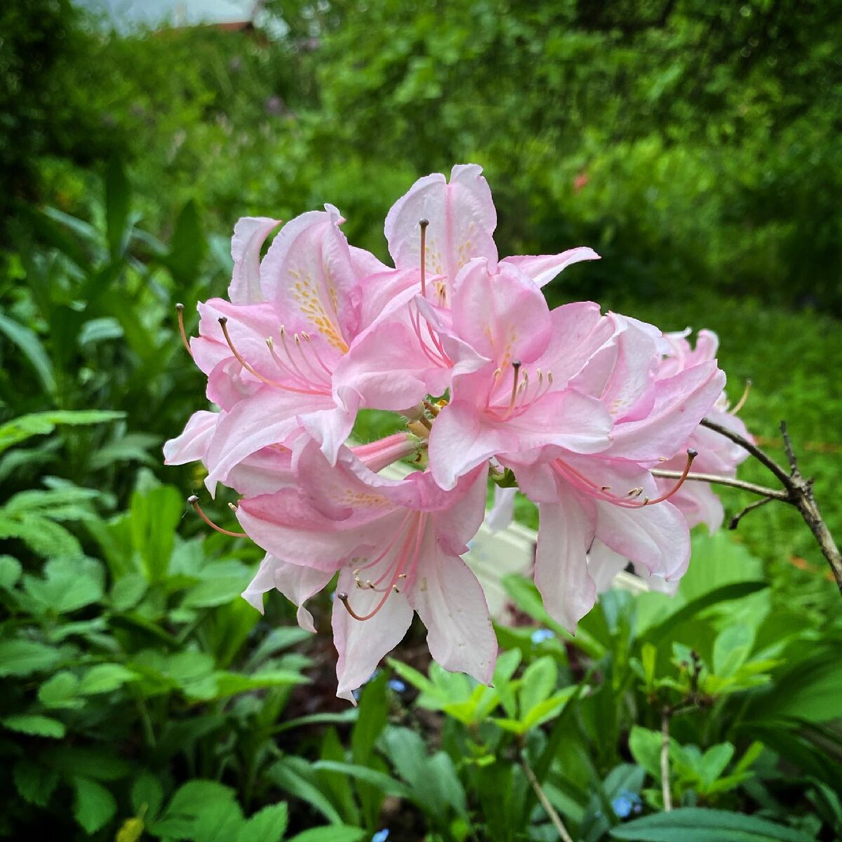 Кислые почвы. Азалия (рододендрон листопадный)