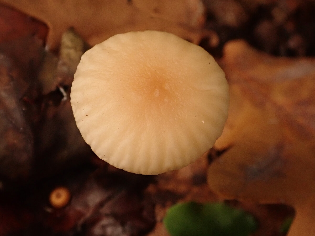 Чесночник дубовый. Очень пахучий гриб, растущий на дубовом опаде. Можно использовать в качестве приправы как и чесночник обыкновенный.