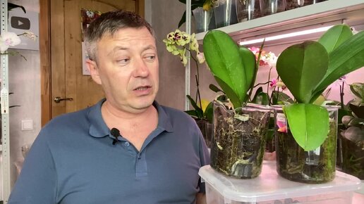 загубил орхидеи возвращение к жизни орхидей : посадка орхидей с поливом раз в месяц