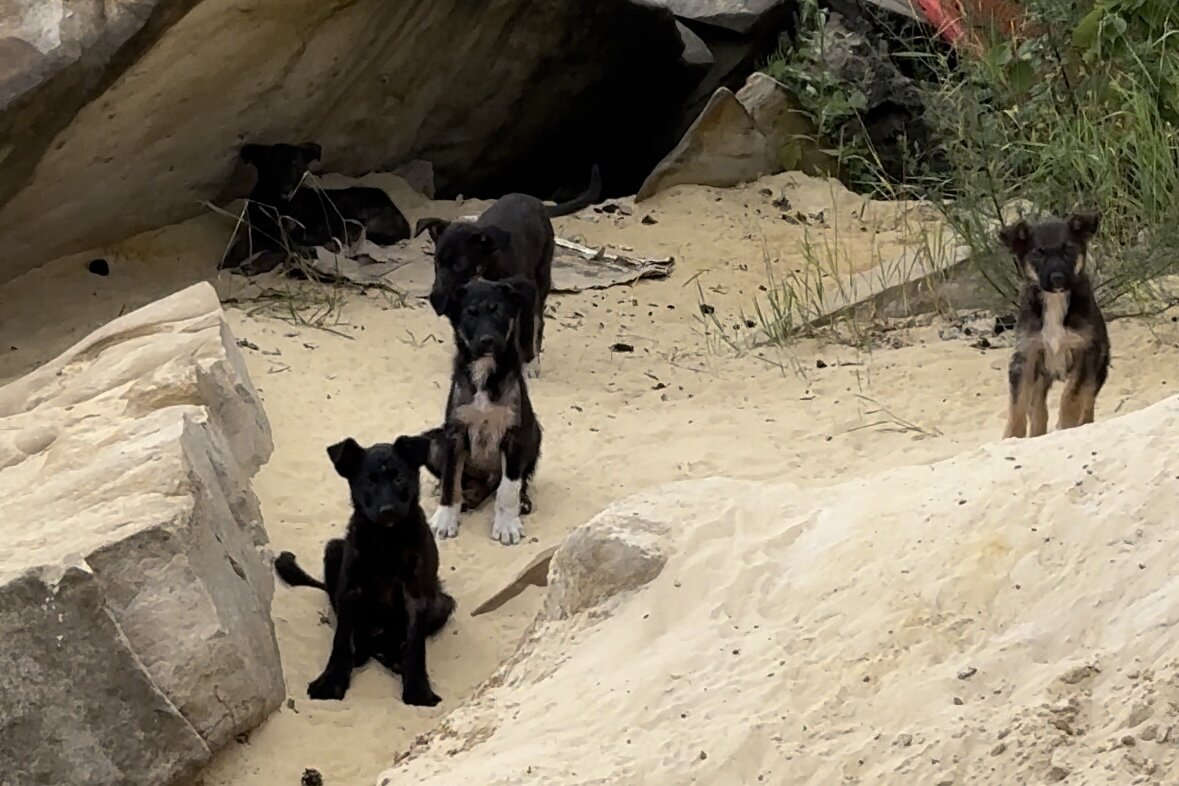 В окрестностях песочного карьера.