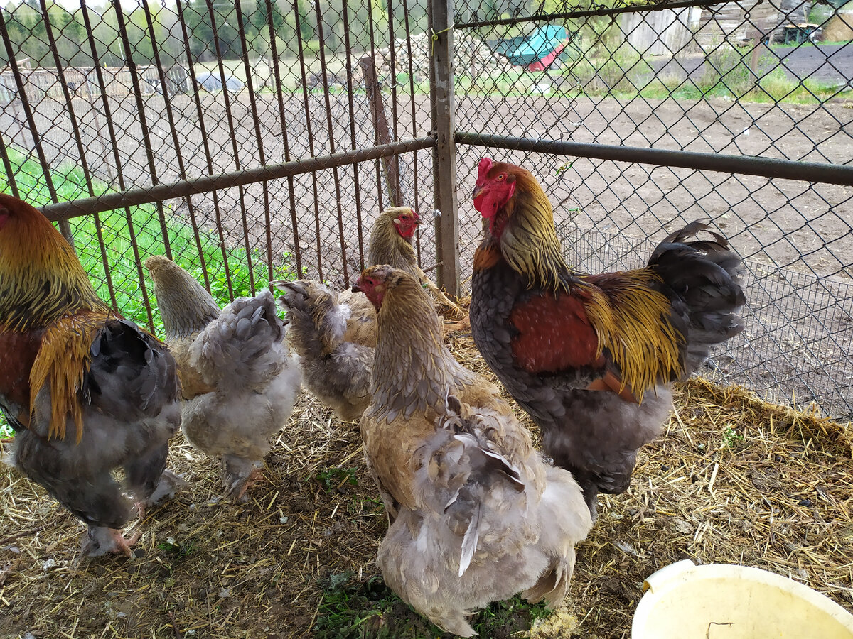 Брама голубокуропатчатая.