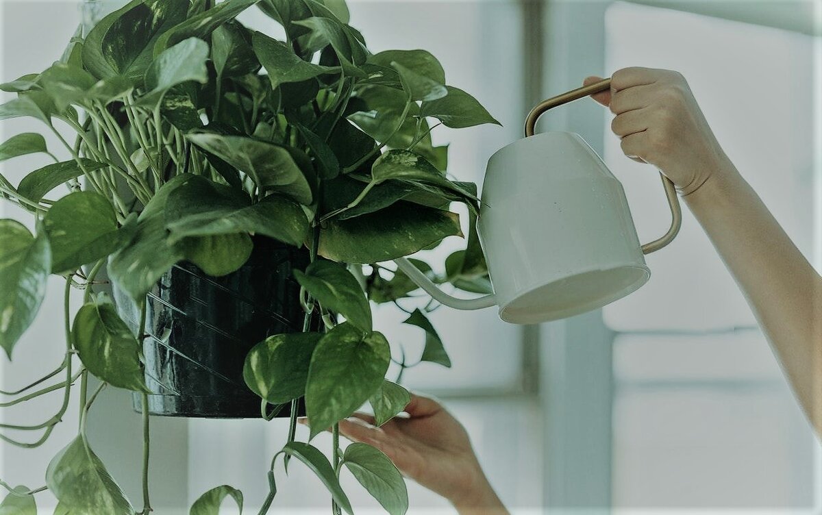 Комнатное растение