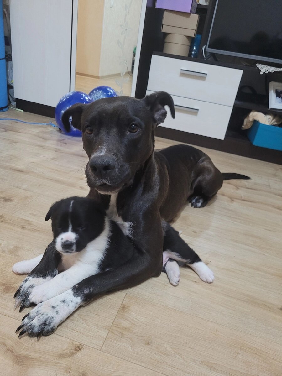 Баффи и ее две малышки (можно листать)