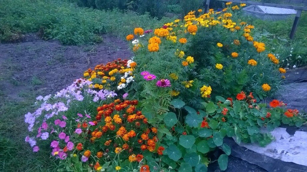 Бархатцы , шафраны , петунии