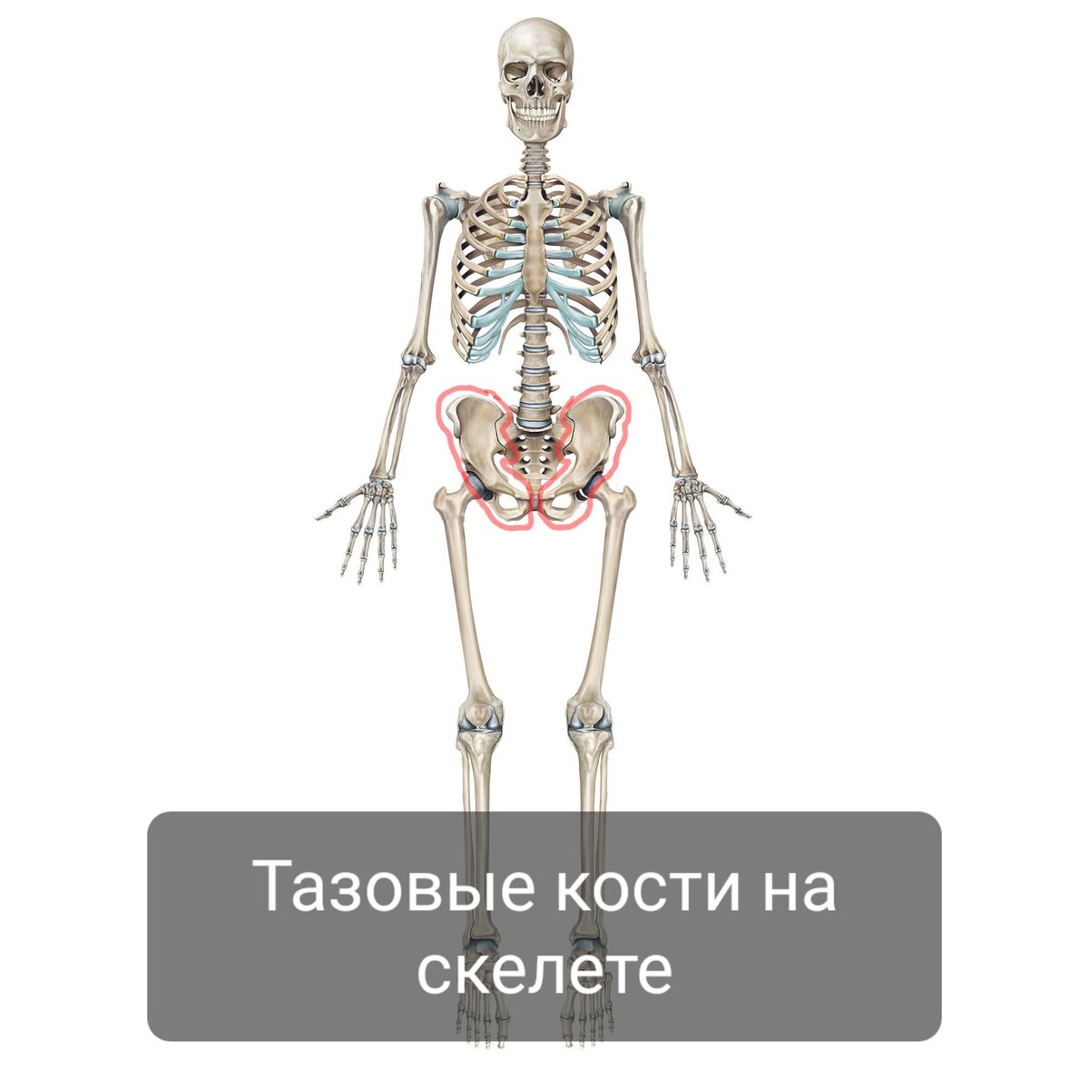 Тазовая кость, часть 1. Подвздошная кость. | Заметки спортивного врача. |  Дзен