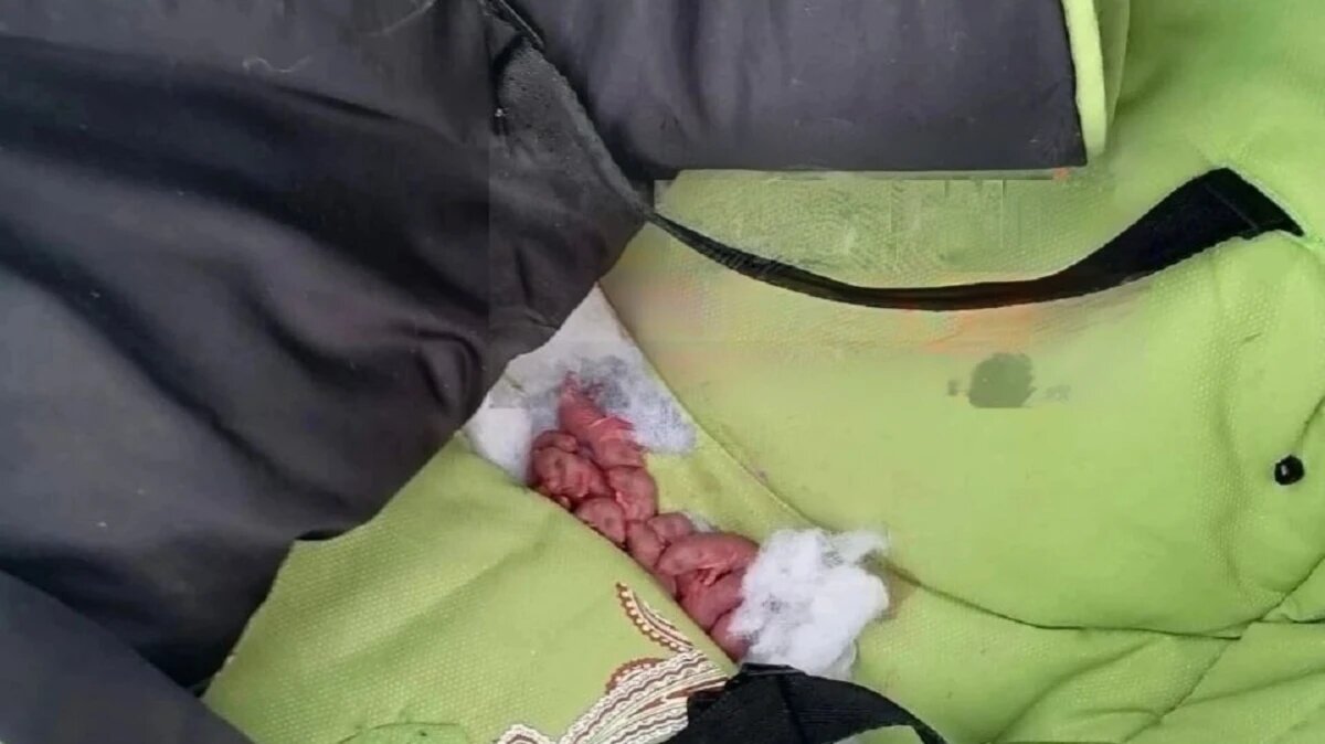 Фото: телеграм-канал «Инцидент Тверь и Тверская область»