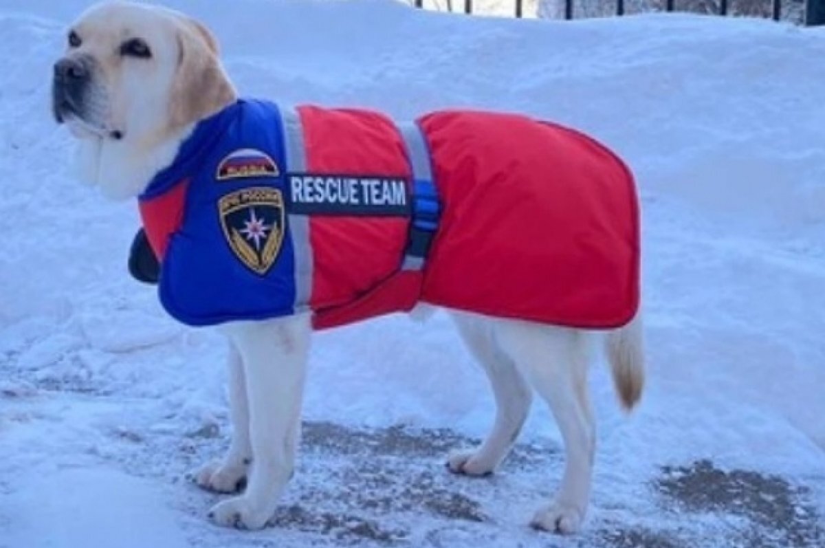    Собака-спасатель Ирэль.