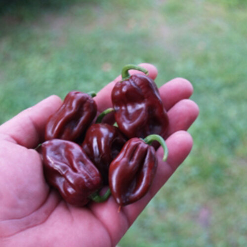 Scotch Bonnet Brown