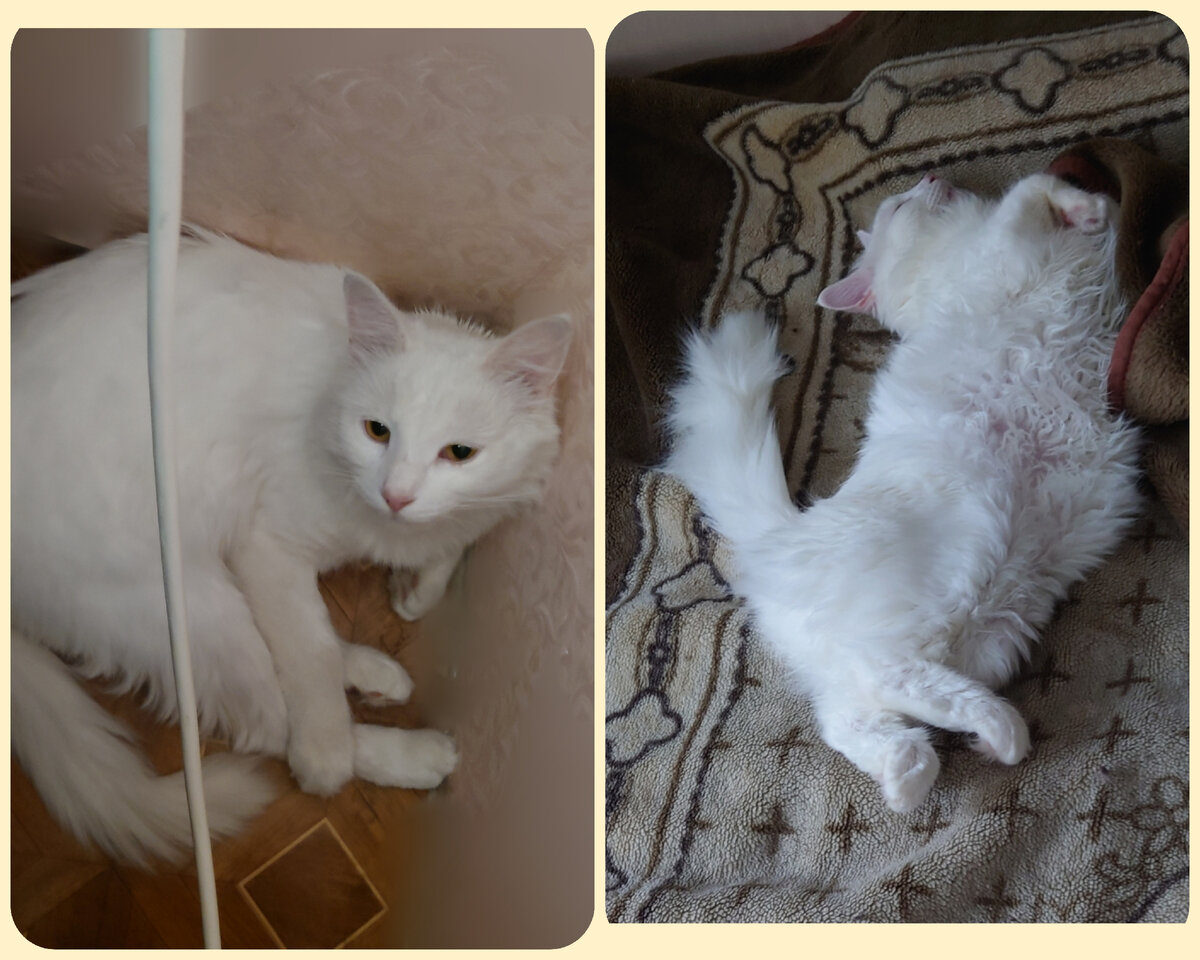 Лукум в первые дни дома и сейчас. Фото автора.