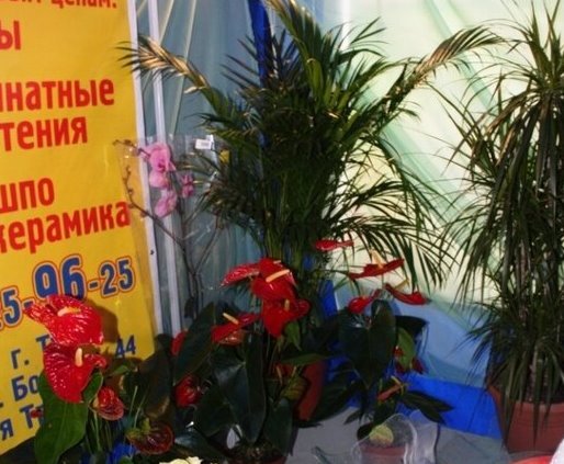 Флористическая выставка 2011