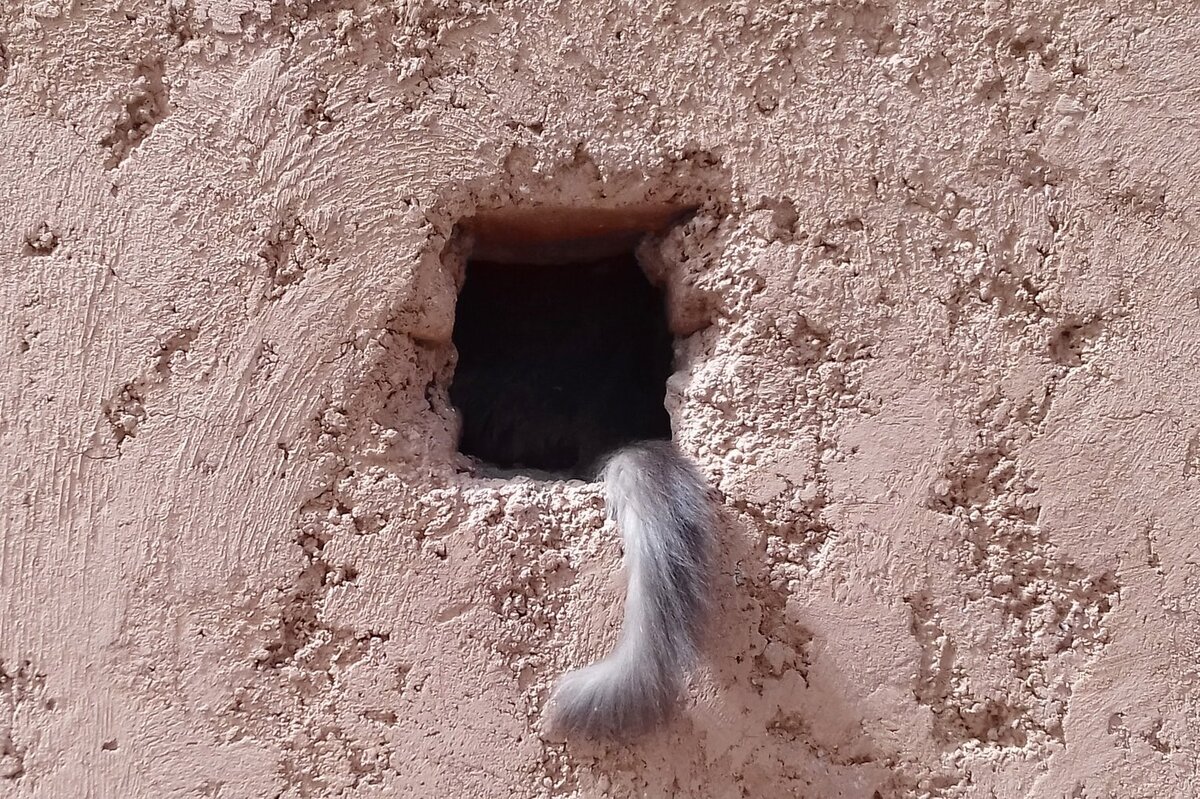     Мастера маскировки: 20 смешных фотографий котов, которые думают, что их не видно