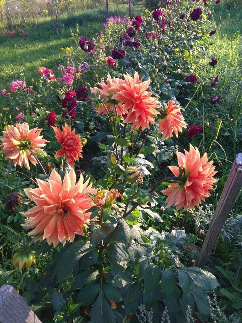 Фото 2019 года