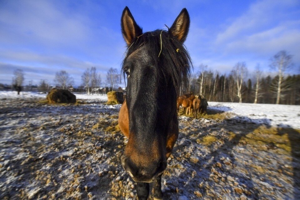     Лошадке привезли специальный корм, который прописали ветеринары Иван МАКЕЕВ