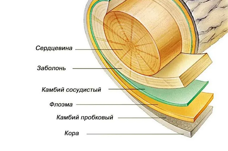 Устройство древесины. Кора камбий древесина сердцевина. Камбий древесины это. Пробковый камбий. Слои древесины.