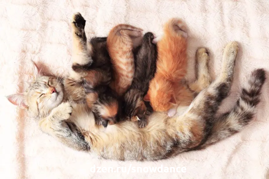 Сколько длится беременность у кошки и как ухаживать за кошачьей мамой во  время и после родов? | КотоВедение | Дзен