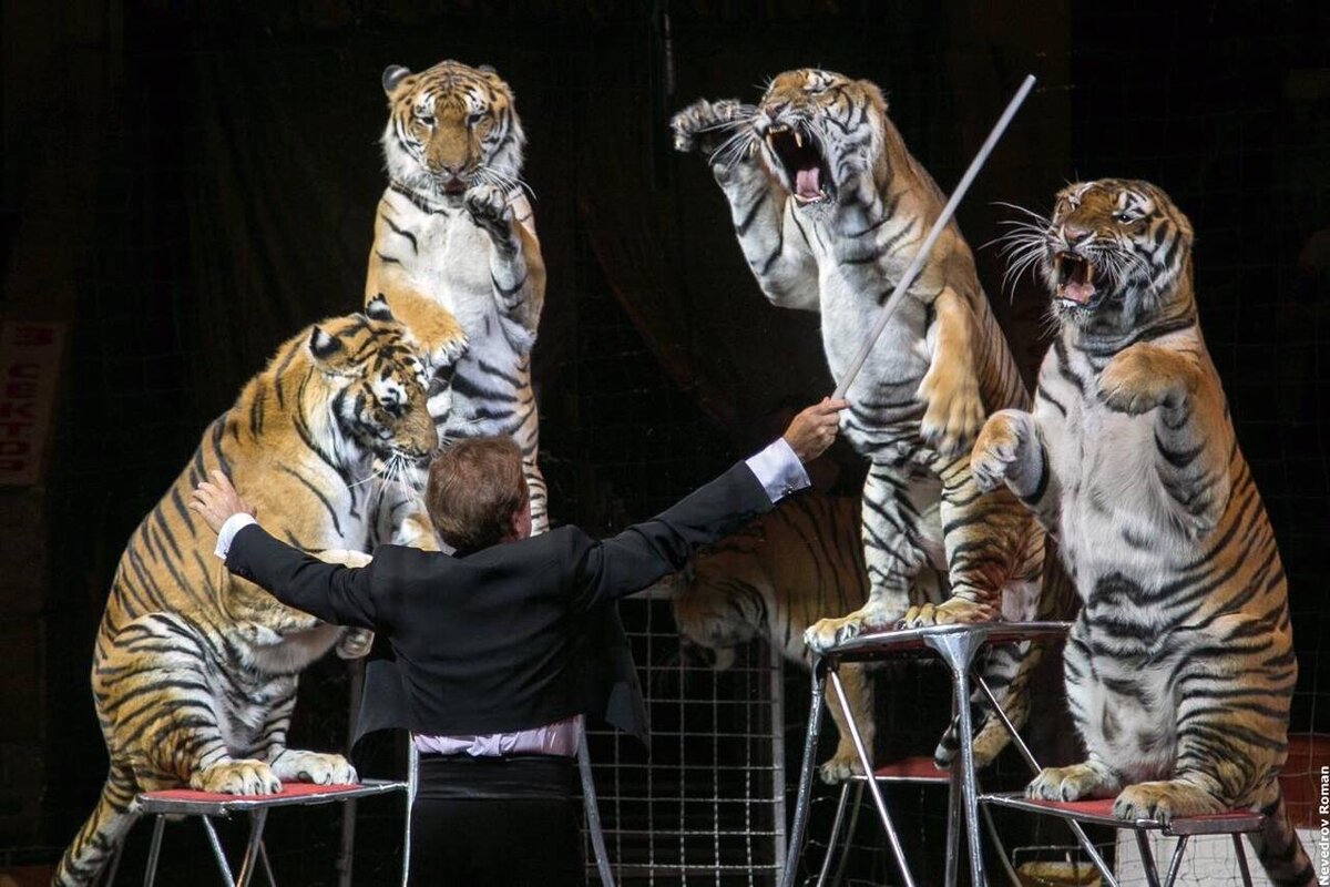 Дрессировщица тигров в цирке