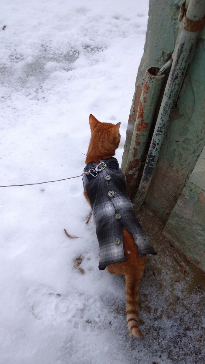 Личное  фото. 