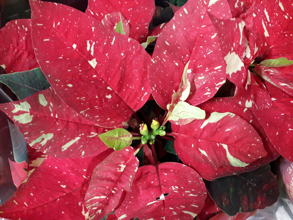 Фотография автора.