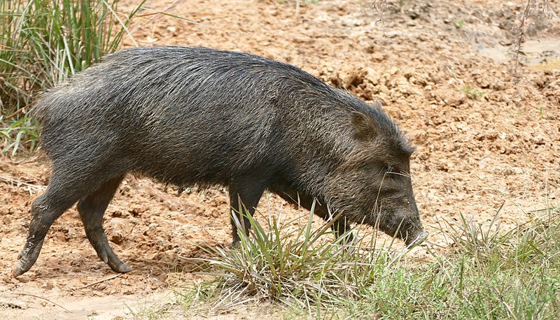 - Просто всё достало