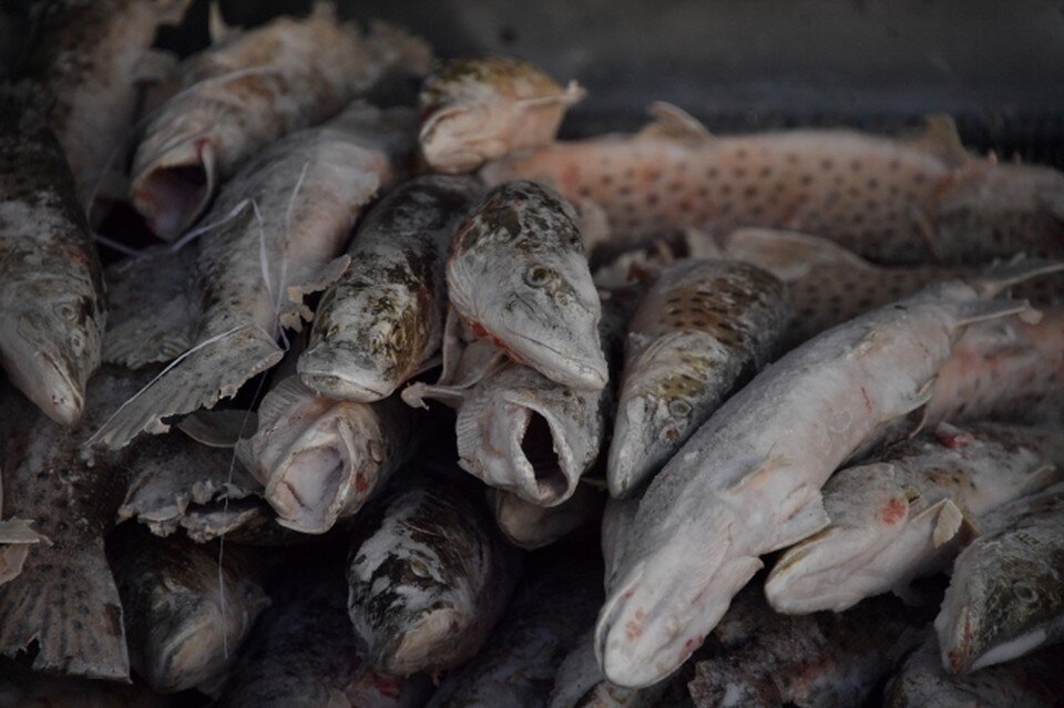   Иван МАКЕЕВ