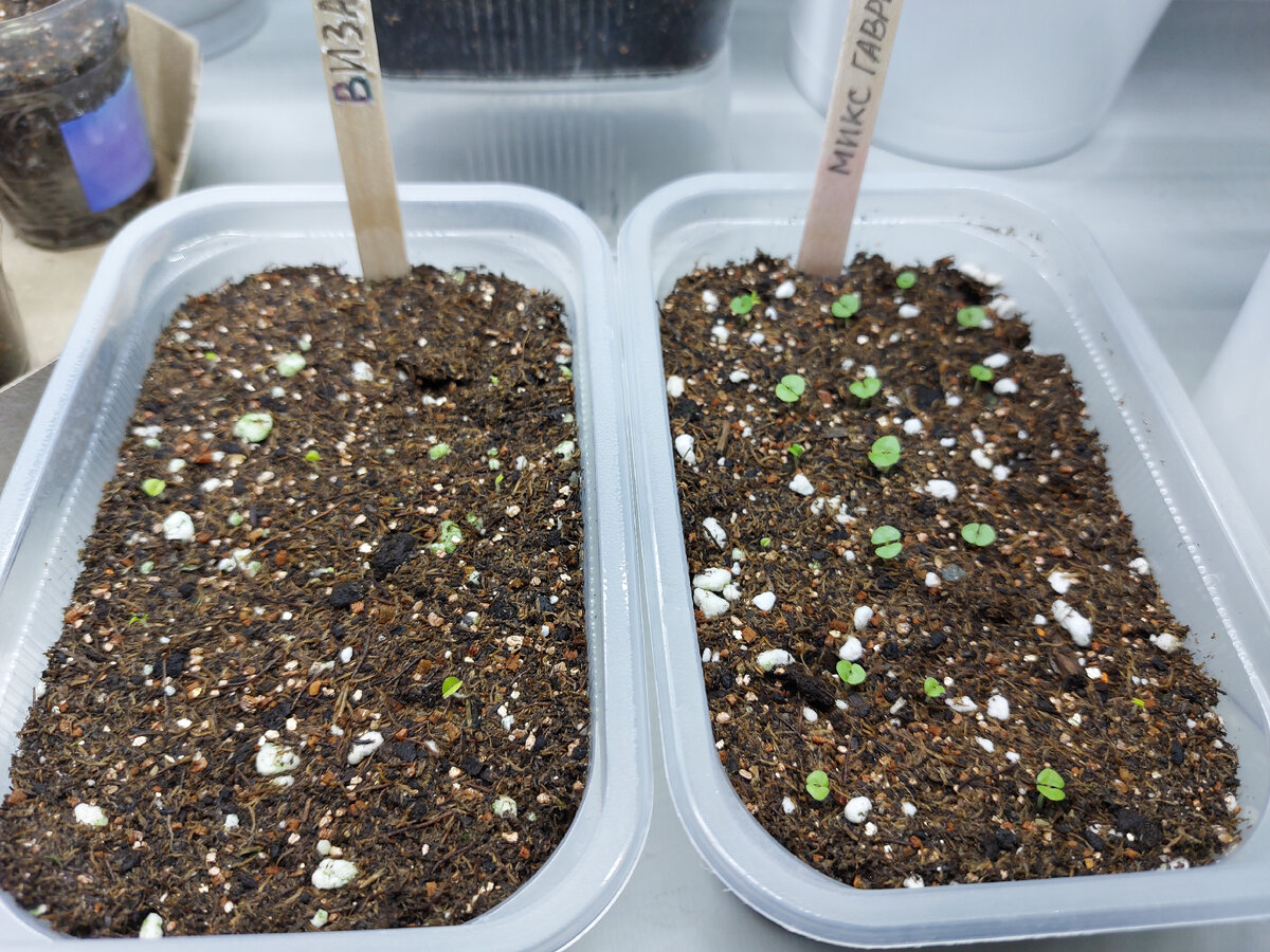 Всходы колеуса