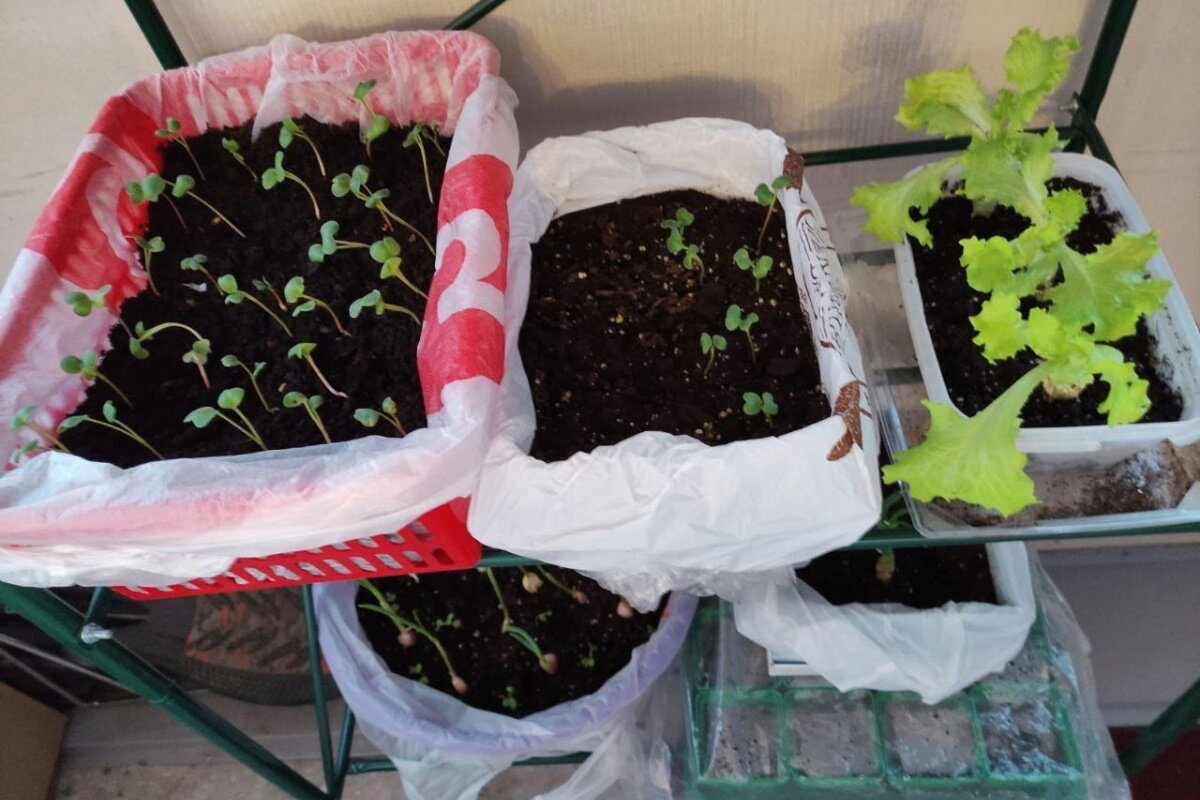    Так выглядели мои посадки в самом начале эксперимента. Фото автора