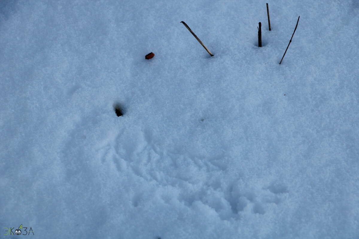 На снегу видны птичьи следы
