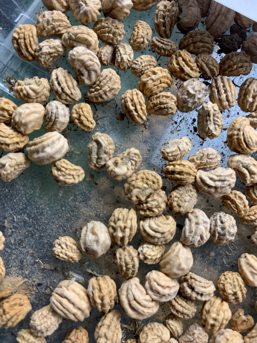 Собственные семена тоже могут подводить. Мои капуцинки ( настурция)