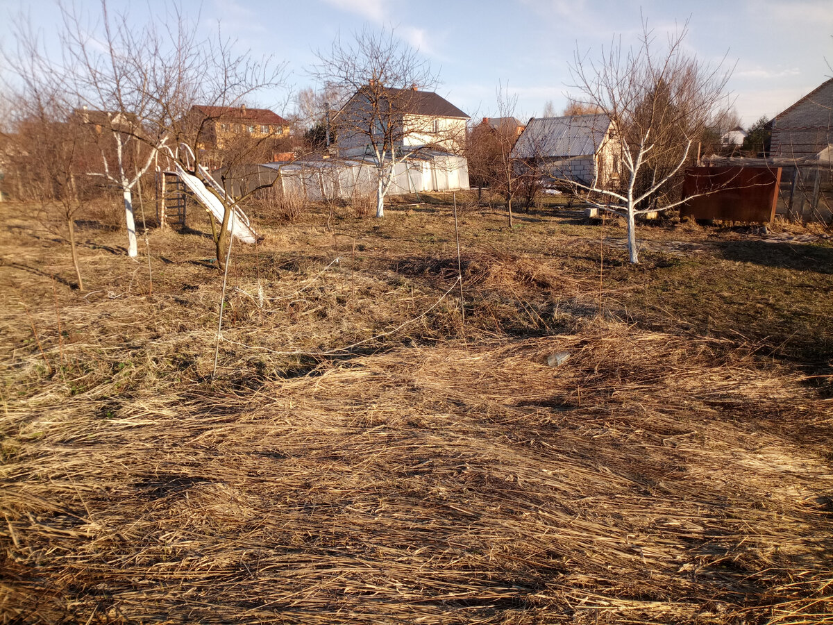 Убираем сухостой, который не успели убрать осенью. Конец апреля-начало мая.